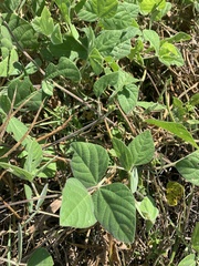 Macroptilium atropurpureum