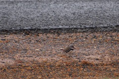 Stagonopleura guttata