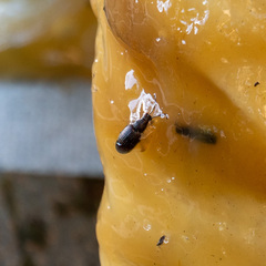 Otiorhynchus cribricollis