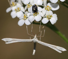 Gillmeria pallidactyla