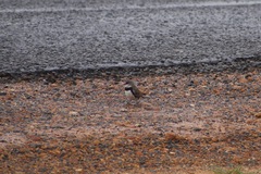 Stagonopleura guttata