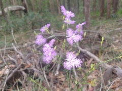 Thysanotus tuberosus