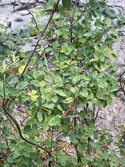 Amelanchier alnifolia