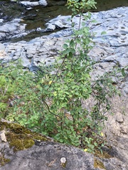 Amelanchier alnifolia