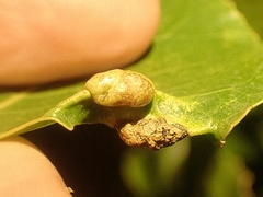 Thecabius populimonilis