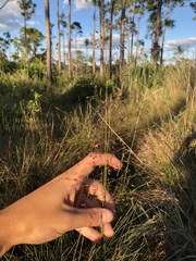 Sporobolus osceolensis