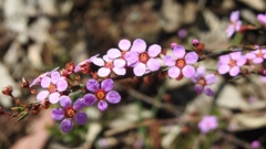 Euryomyrtus ramosissima