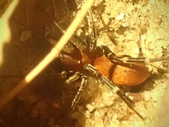 Castianeira alteranda