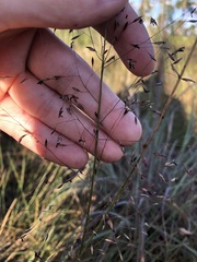 Sporobolus osceolensis