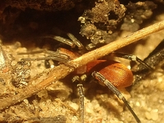 Castianeira alteranda