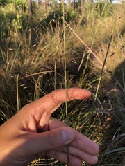 Sporobolus osceolensis