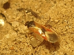 Ceratocapsus