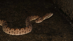 Protobothrops elegans