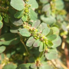 Euphorbia mendezii