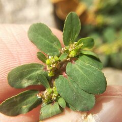 Euphorbia mendezii