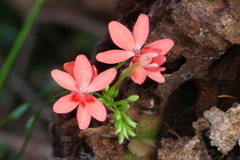 Freesia laxa