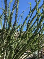 Fouquieria splendens splendens