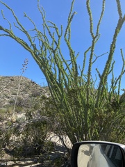 Fouquieria splendens splendens