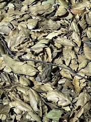 Pseudacris cadaverina