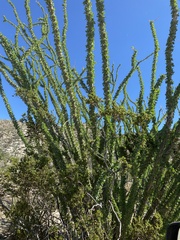 Fouquieria splendens splendens