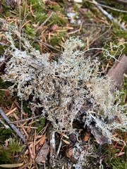 Sphaerophorus tuckermanii