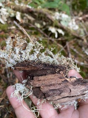 Sphaerophorus tuckermanii