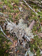 Sphaerophorus tuckermanii