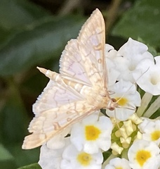 Nomophilini