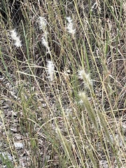 Bothriochloa barbinodis