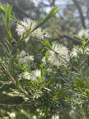 Melaleuca ericifolia