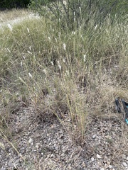 Bothriochloa barbinodis