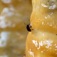 Otiorhynchus cribricollis