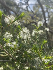 Melaleuca ericifolia