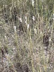 Bothriochloa barbinodis