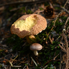 Suillus lakei