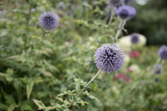 Echinops bannaticus