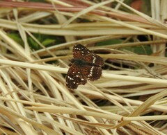 Anthanassa texana texana