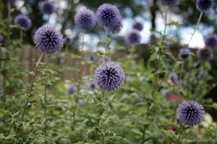 Echinops bannaticus