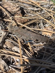 Circotettix undulatus