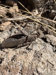 Circotettix undulatus