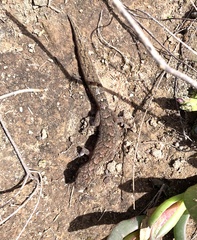 Christinus marmoratus