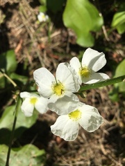 Echinodorus cordifolius