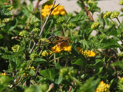 Hylephila phyleus