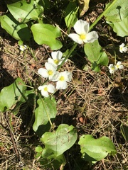 Echinodorus cordifolius