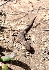 Christinus marmoratus