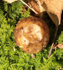 Amphibolips quercusinanis