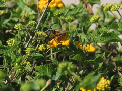 Hylephila phyleus
