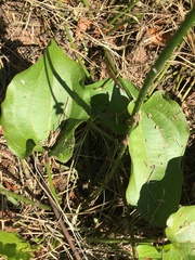 Echinodorus cordifolius