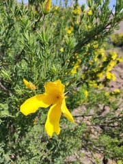 Balbisia peduncularis
