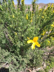 Balbisia peduncularis